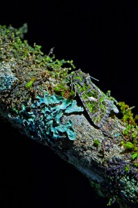 2. Platz im bayernweiten Fotowettbewerb "Natur im Fokus" 2015