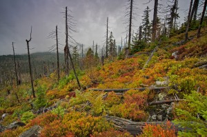 Von wegen toter Wald 