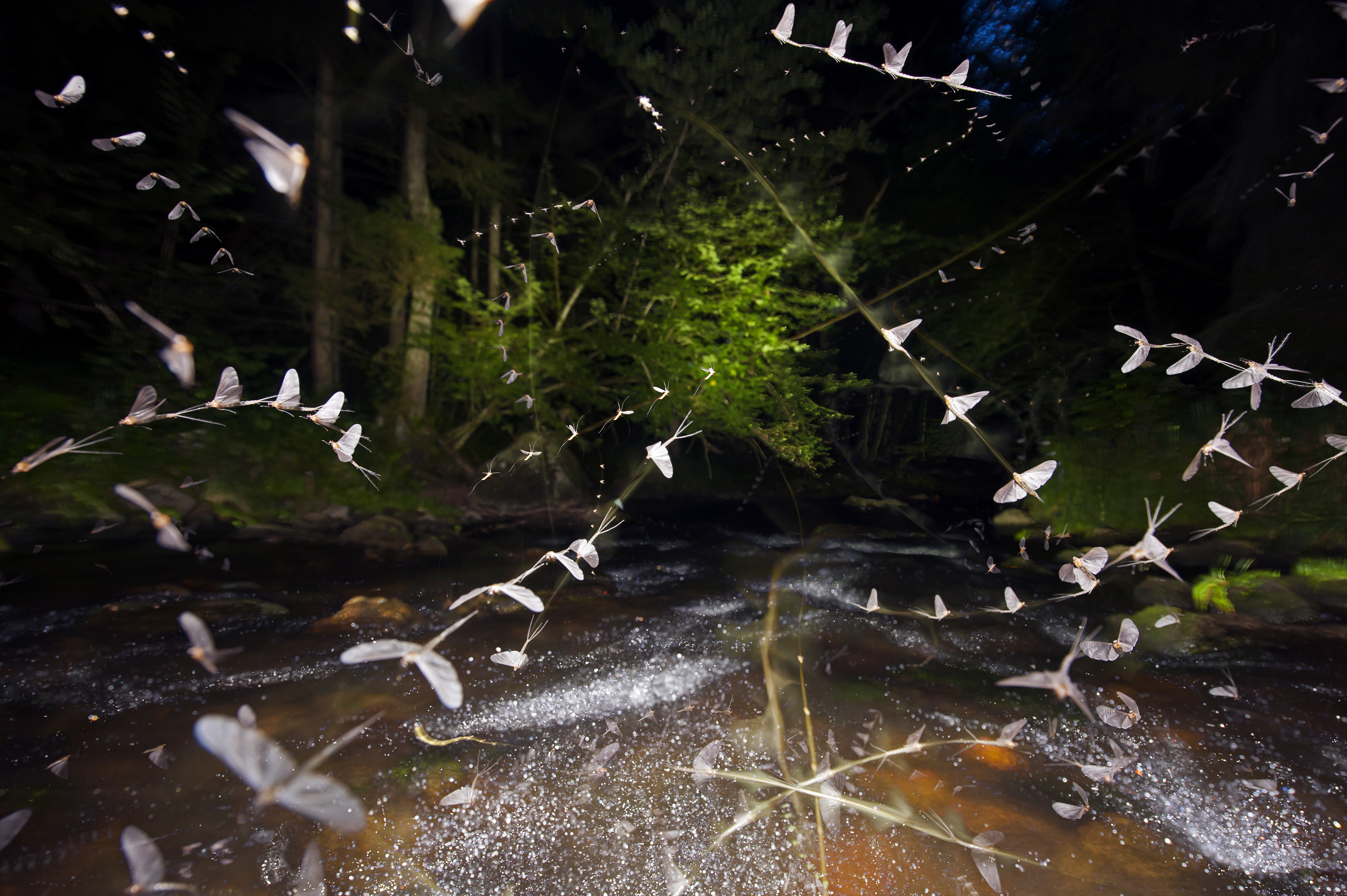 You are currently viewing Eintagsfliegen am Kößlbach