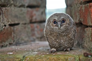 1. Platz im bayernweiten Fotowettbewerb "Natur im Fokus"