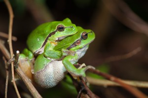 3. Platz im bayernweiten Fotowettbewerb "Natur im Fokus"