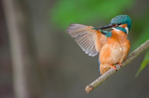 1. Platz im LBV-Fotowettbewerb "Lben am Fluss" 2014