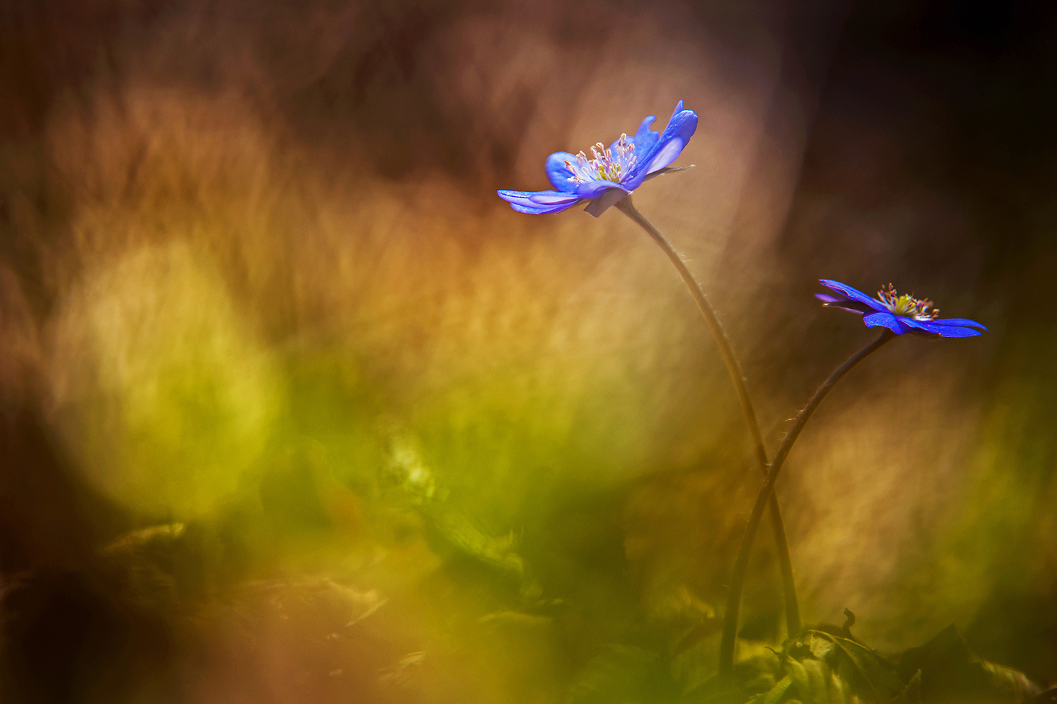 Leberblümchen mal zwei