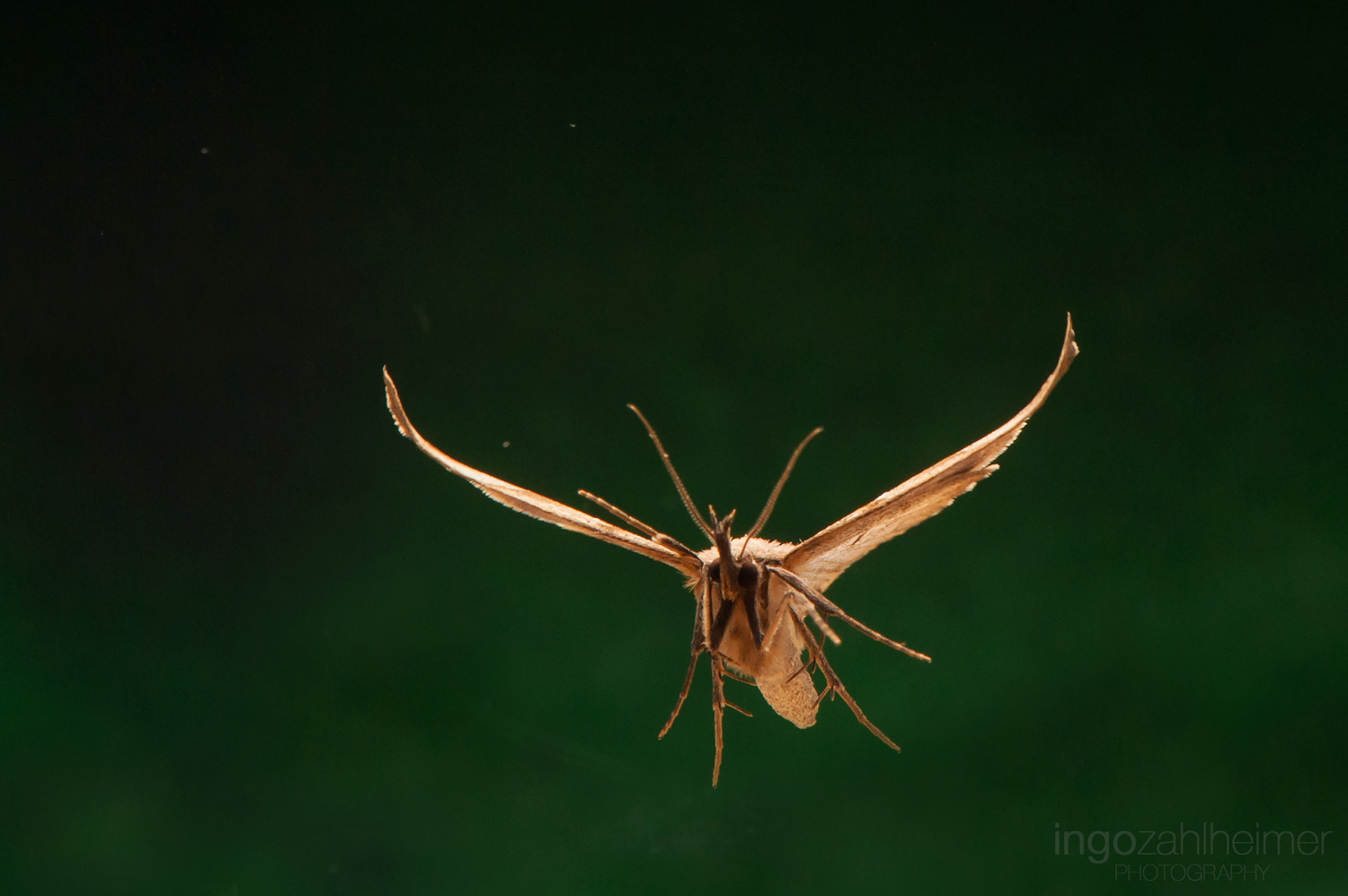 Read more about the article „Insekten im Flug“ Fotoprojekt