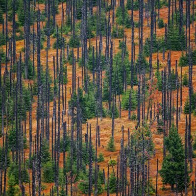 Wald - Finalist im WPY 2014