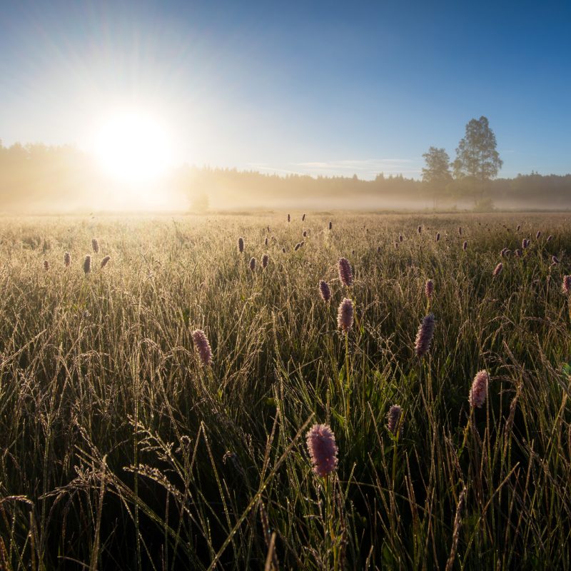 Niedermoor im Bayerwald